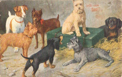 Открытки "Таксы". 1903-1910.