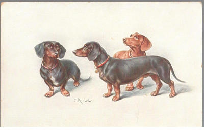 Открытки "Таксы". 1903-1910.