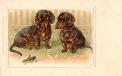 Открытки "Таксы". 1903-1910.