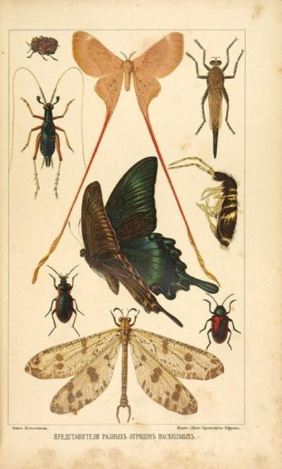 "Насекомые" Д.Шарп. СПб.: Тип. Акц. Общ. Брокгауз-Ефрон, 1910 год.
